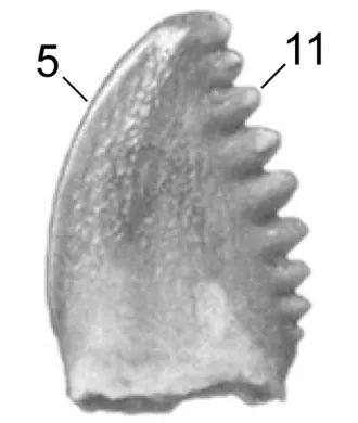 เพกทิโนดอน (Pectinodon)