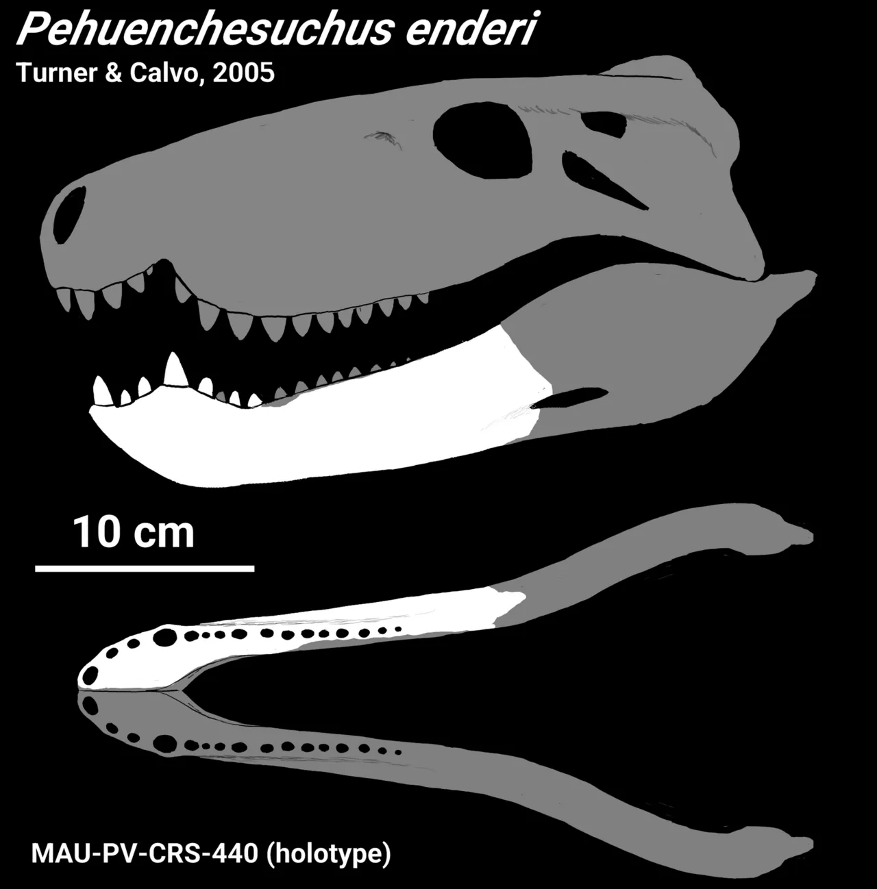 เปฮูเอนเชซูคัส (Pehuenchesuchus)