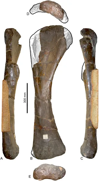 เปโลโรซอรัส (Pelorosaurus)