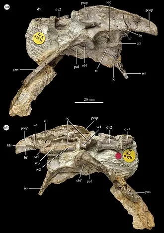 เพนไดรก์ (Pendraig)