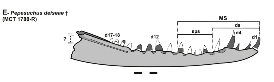 เปเปซูคัส (Pepesuchus)