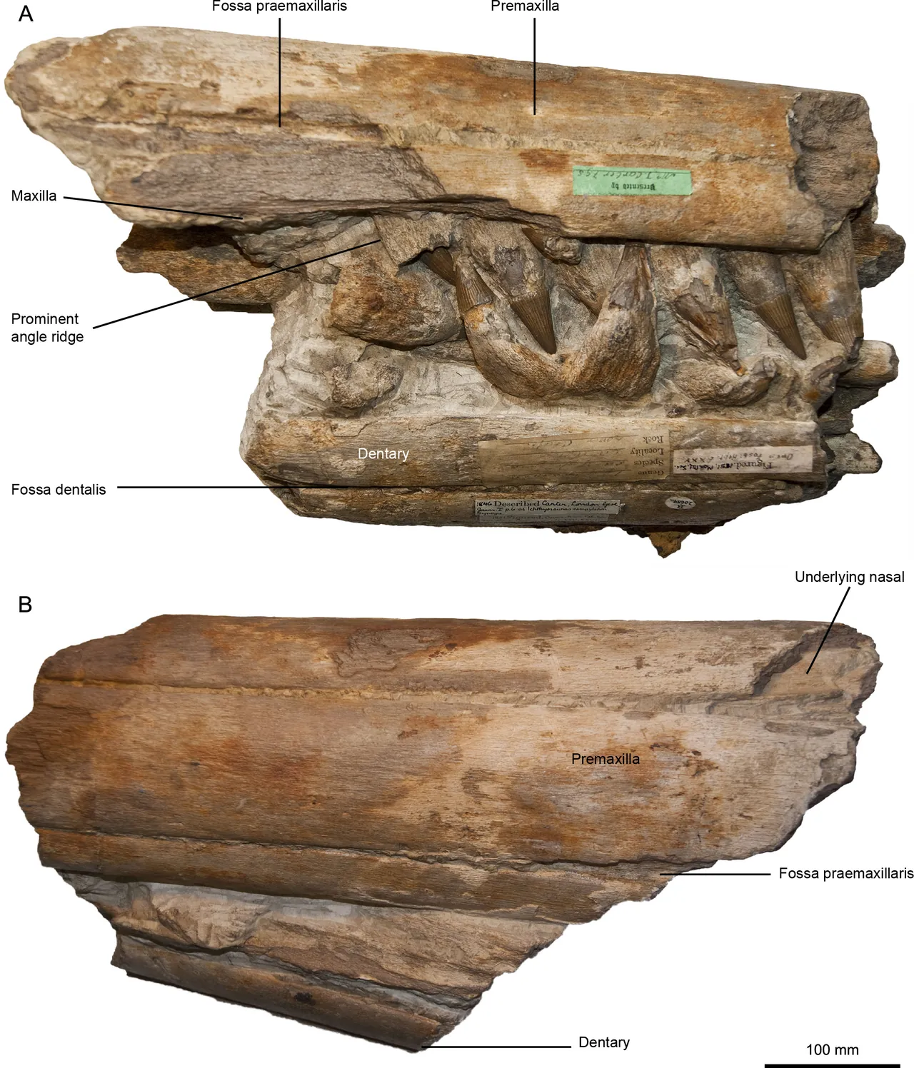 เพอร์วูโชวิซอรัส (Pervushovisaurus)