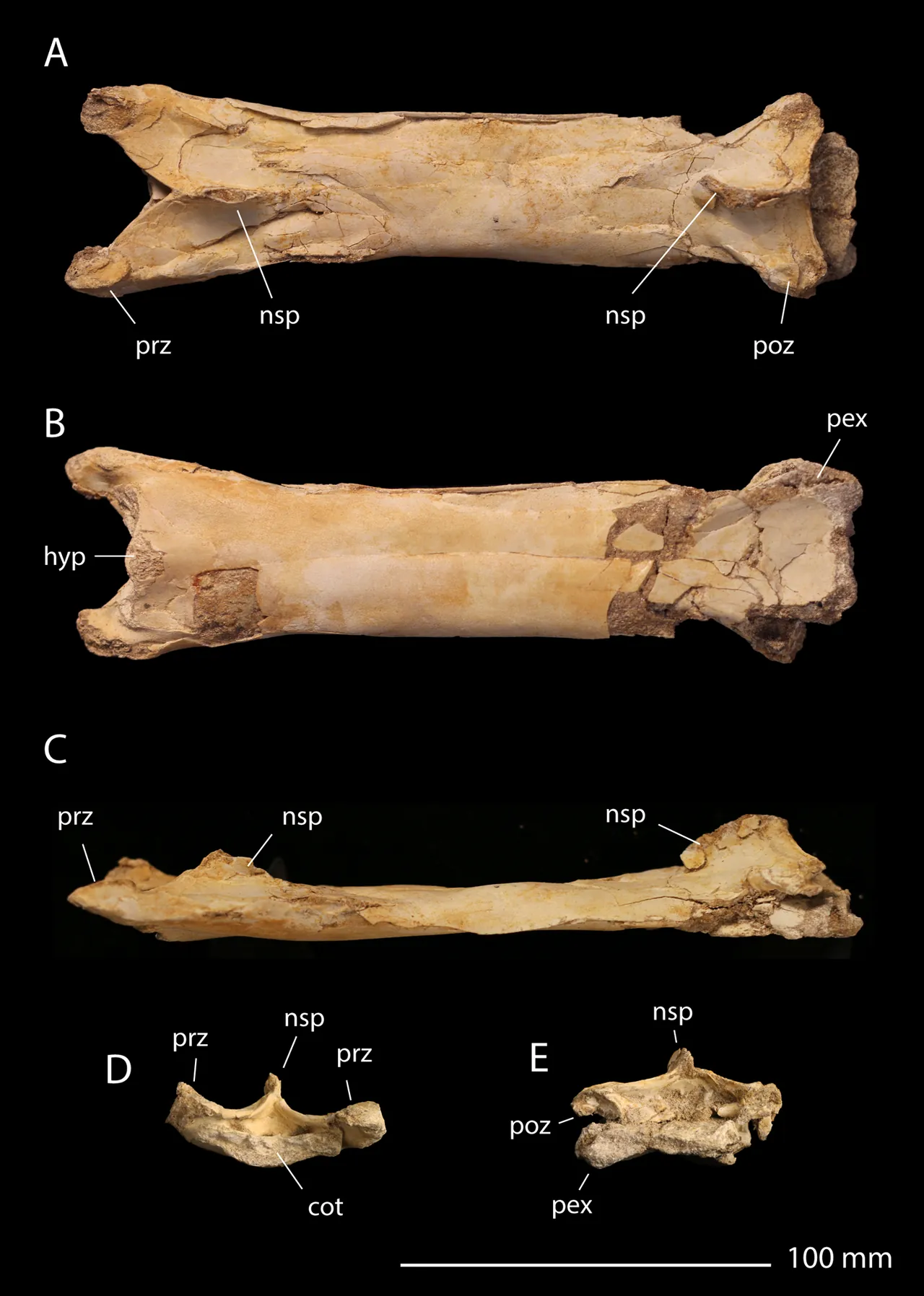 ฟอสฟาโตดราโค (Phosphatodraco)