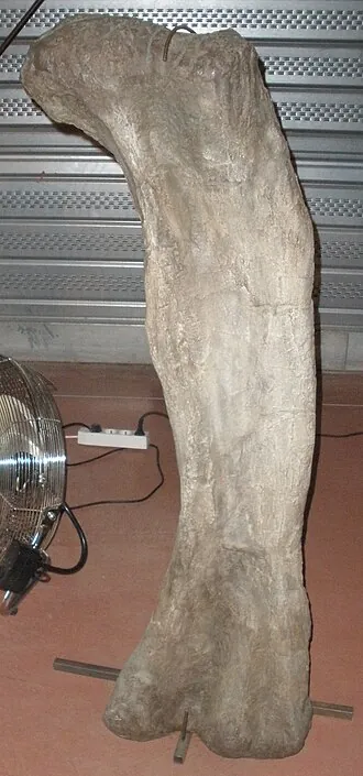 ฟูเวียงโนเสาร์ (Phuwiangosaurus)