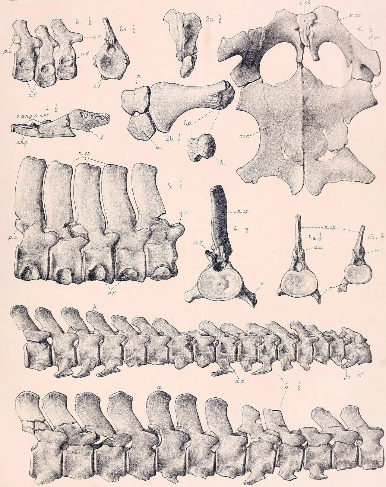 พิโครคลีดัส (Picrocleidus)