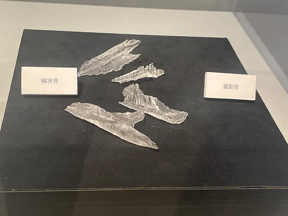 พินาโคซอรัส (Pinacosaurus)