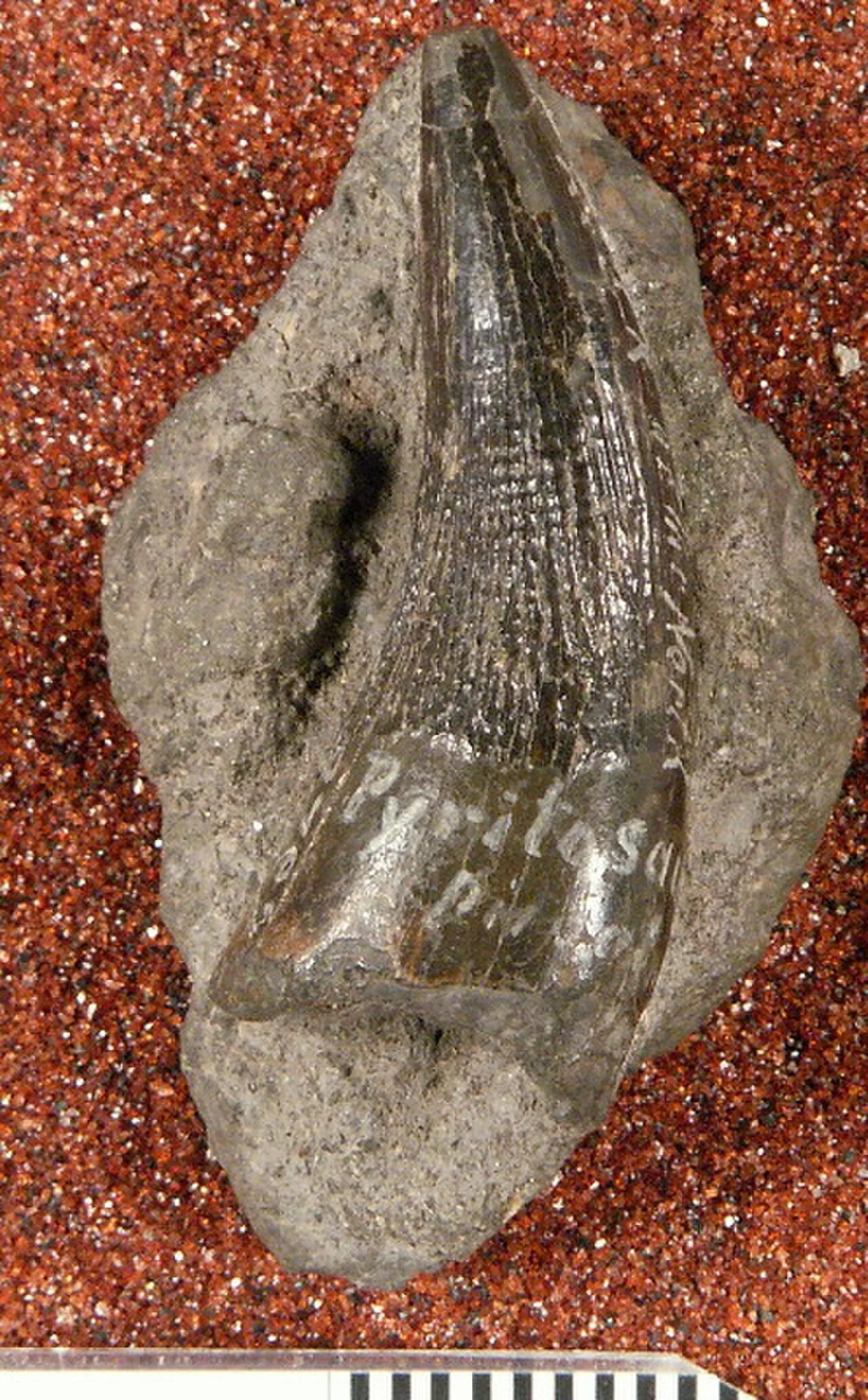 พิราโทซอรัส (Piratosaurus)