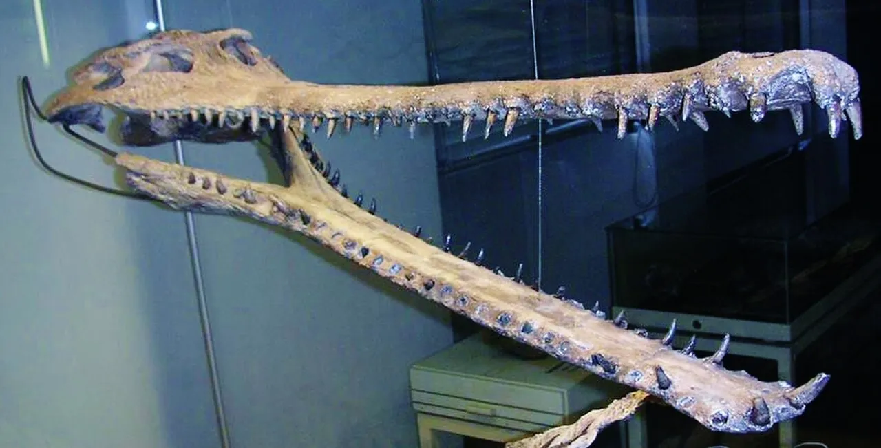 พิสโกกาวีอาลิส (Piscogavialis)
