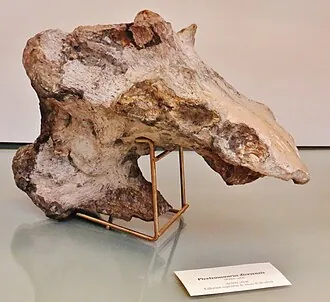 พิเวโตซอรัส (Piveteausaurus)