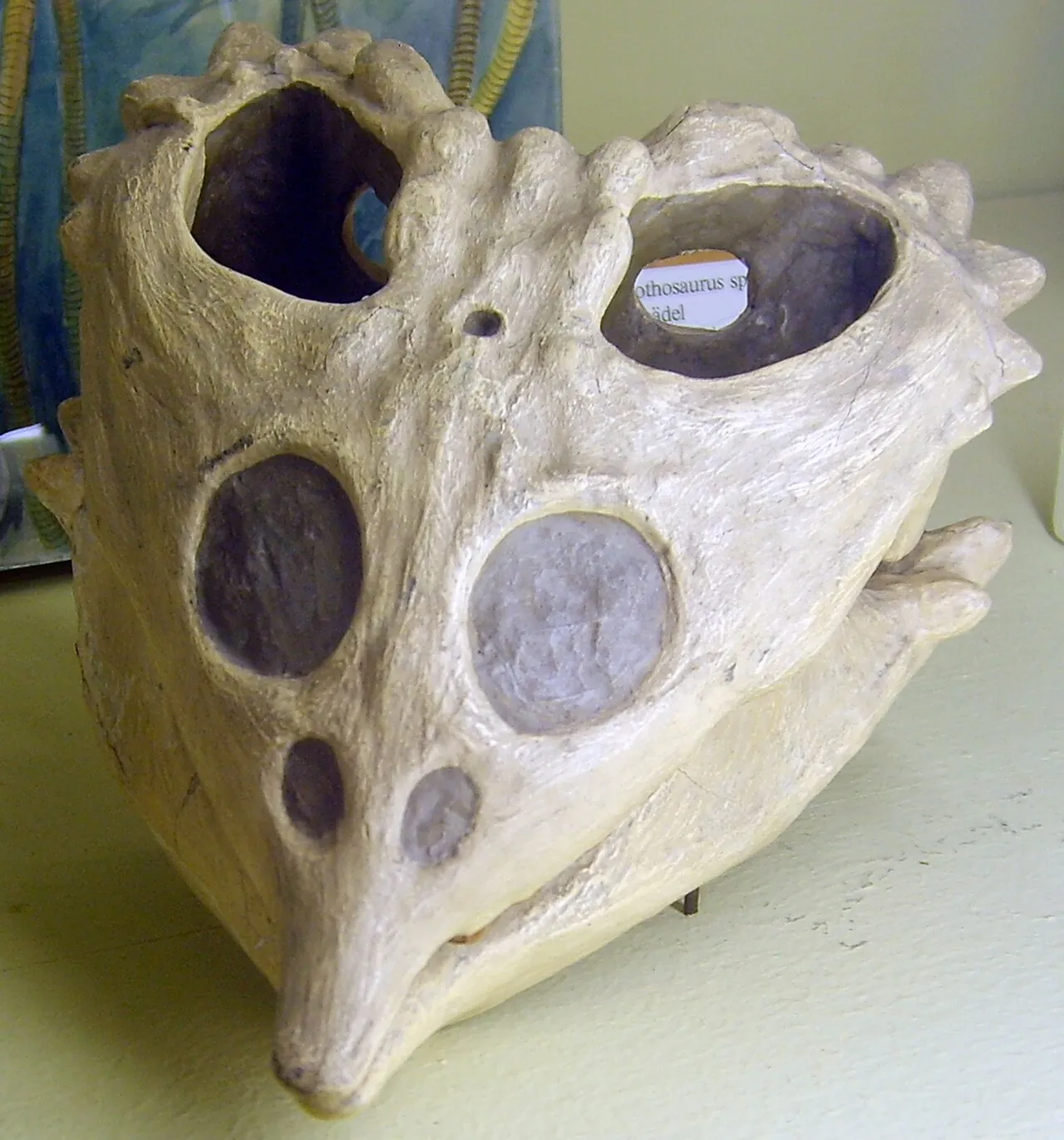 พลาโคเคลีส (Placochelys)