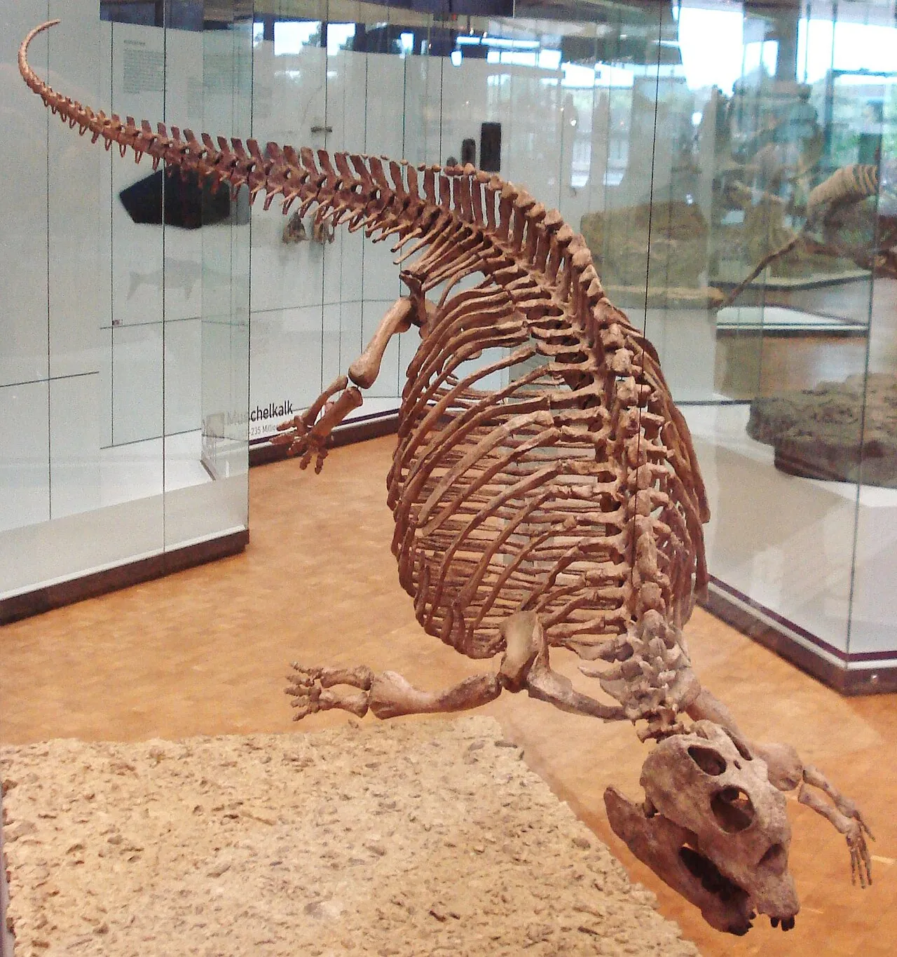 พลาโคดัส (Placodus)