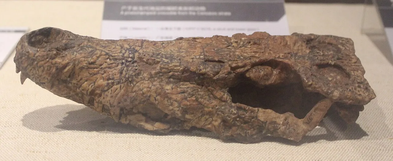 พลาโนคราเนีย (Planocrania)