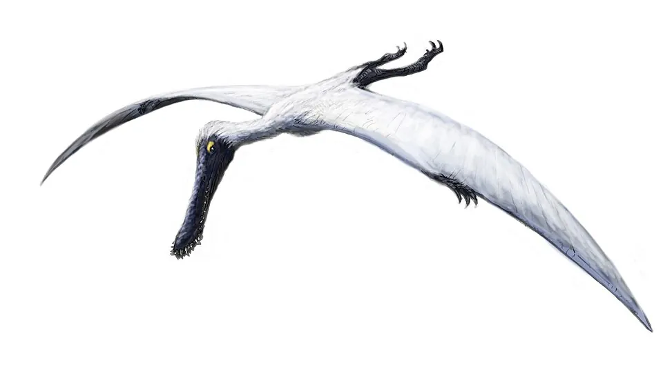 พลาทาลีโอริงคัส (Plataleorhynchus)