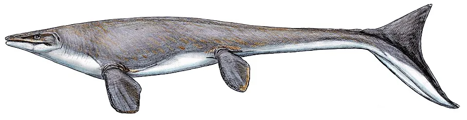 เพลตคาร์ปัส (Platecarpus)
