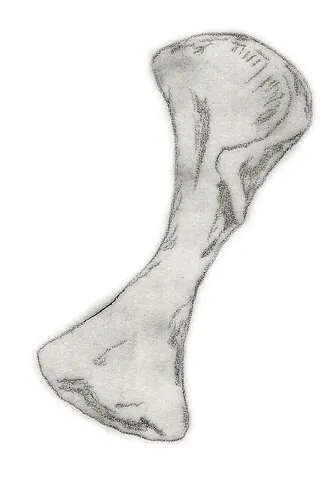 พลาทีโอซอราวัส (Plateosauravus)