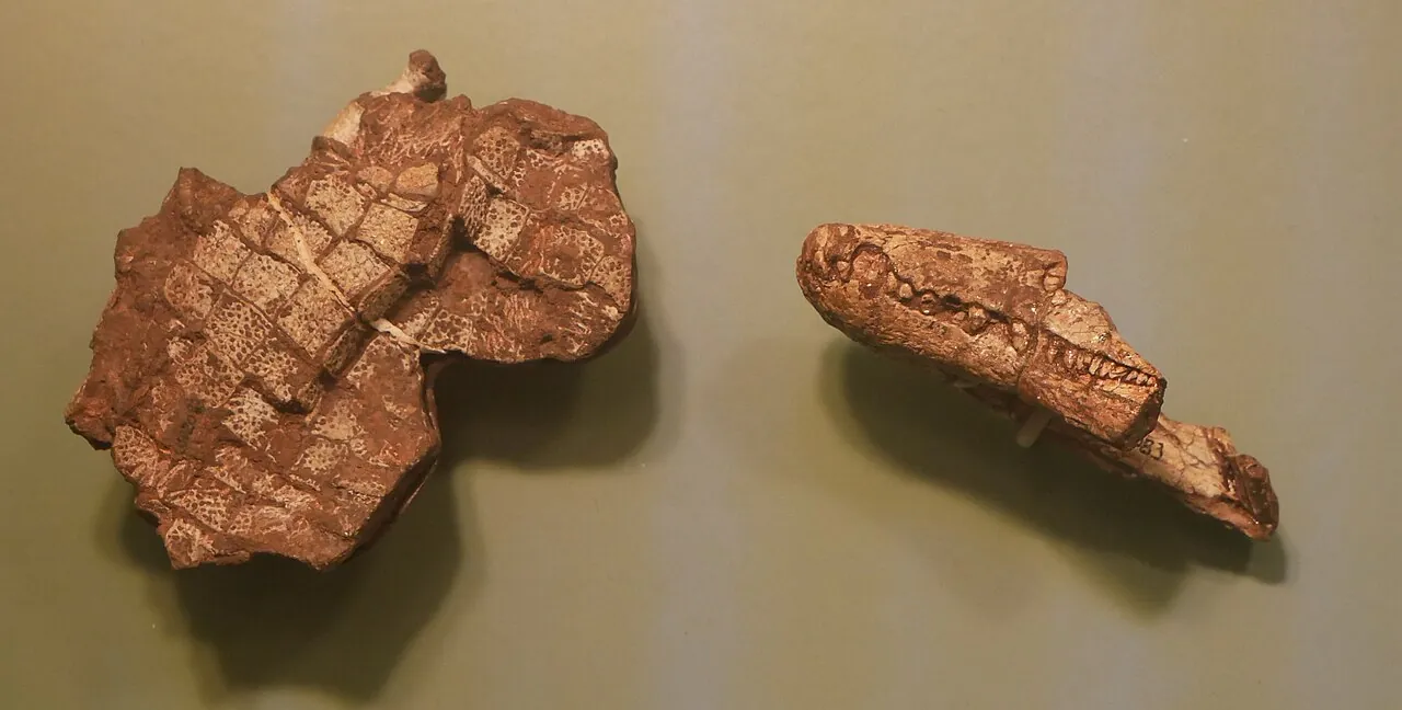 พลาทีโอกแนทัส (Platyognathus)