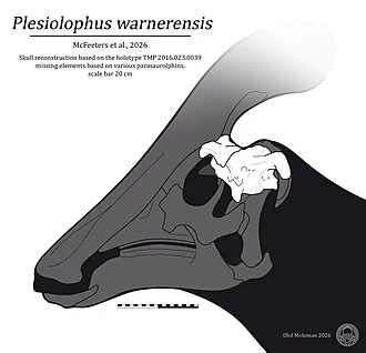 เพลซิโอโลฟัส (Plesiolophus)