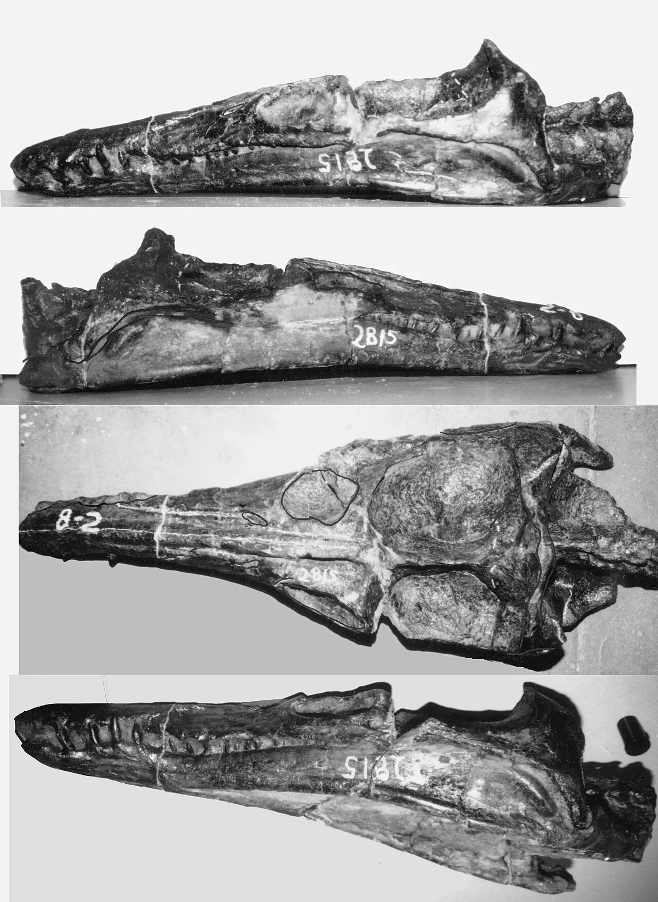 เพลสิโอเพลูโรดอน (Plesiopleurodon)
