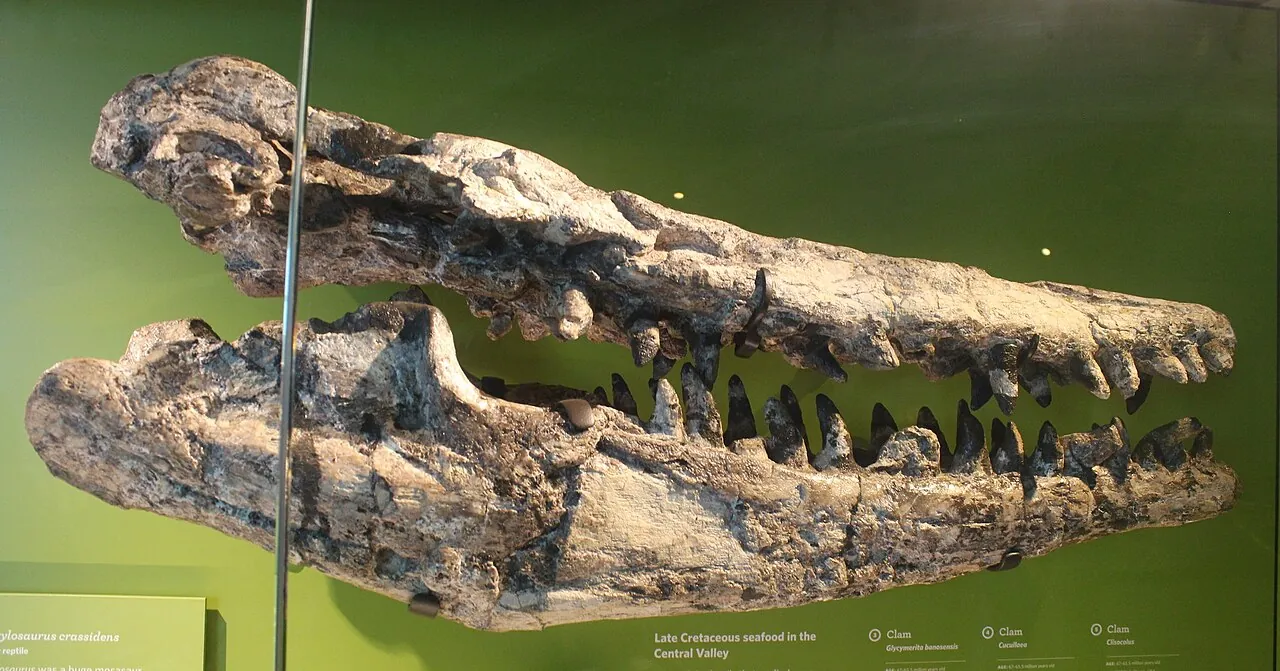เพลซิโอไทโลซอรัส (Plesiotylosaurus)