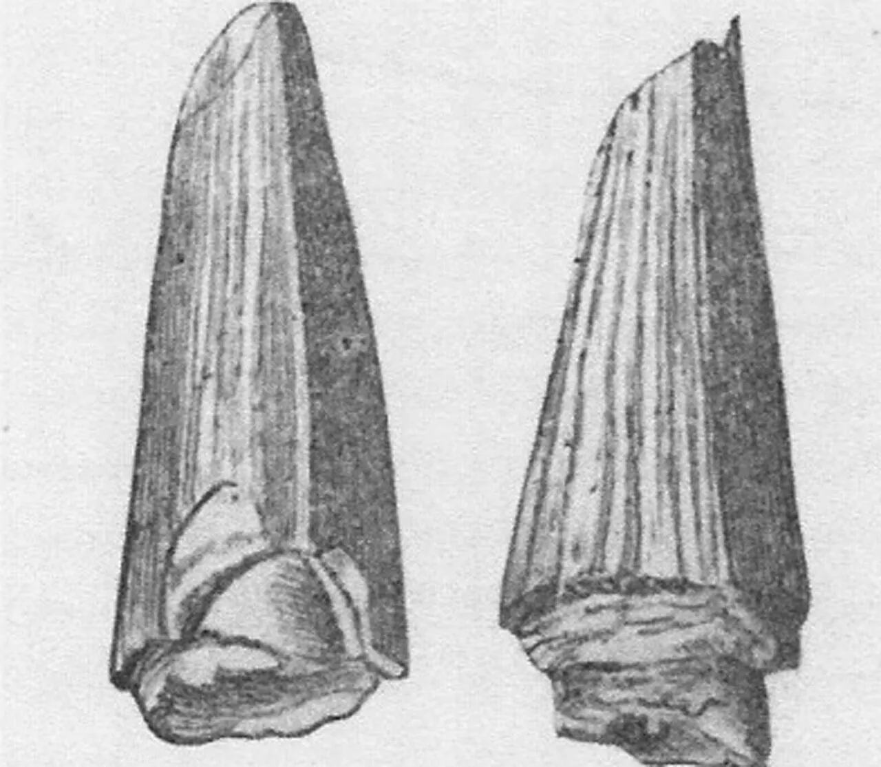 พลีโอโกโนดอน (Pliogonodon)