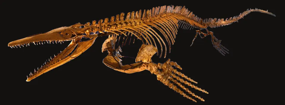 พโลโตซอรัส (Plotosaurus)