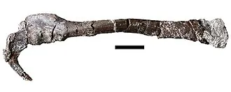 นิวมาโตแรปเตอร์ (Pneumatoraptor)