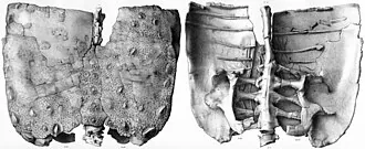 โพลาแคนทัส (Polacanthus)