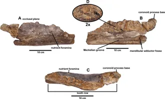 พอร์เทลซอรัส (Portellsaurus)