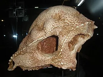 เพรโนเซฟาเล (Prenocephale)