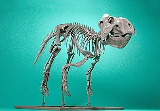 พรีโนเซอราทอปส์ (Prenoceratops)