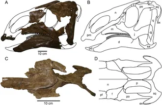 โพรแบรคีโลโฟซอรัส (Probrachylophosaurus)