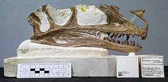 โพรเซอราโตซอรัส (Proceratosaurus)