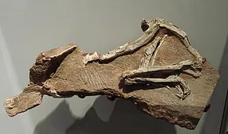 โพรคอมป์โซกนาทัส (Procompsognathus)