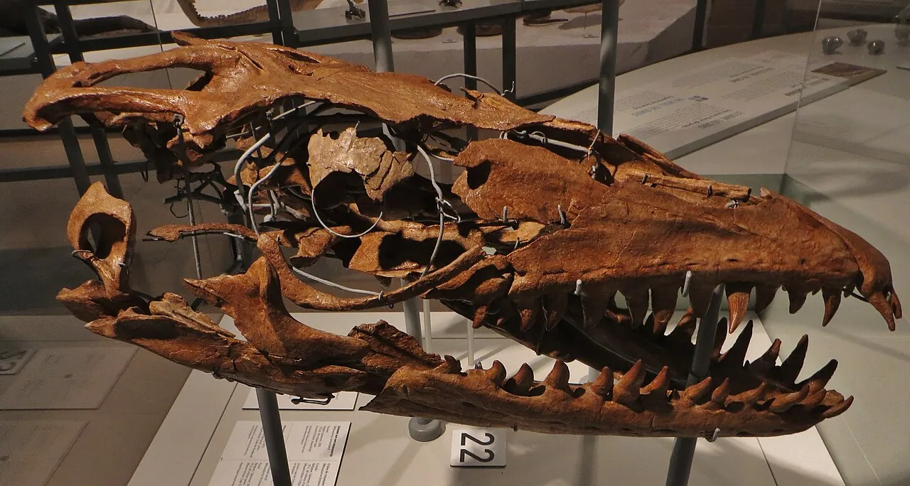 พร็อกนาโทดอน (Prognathodon)