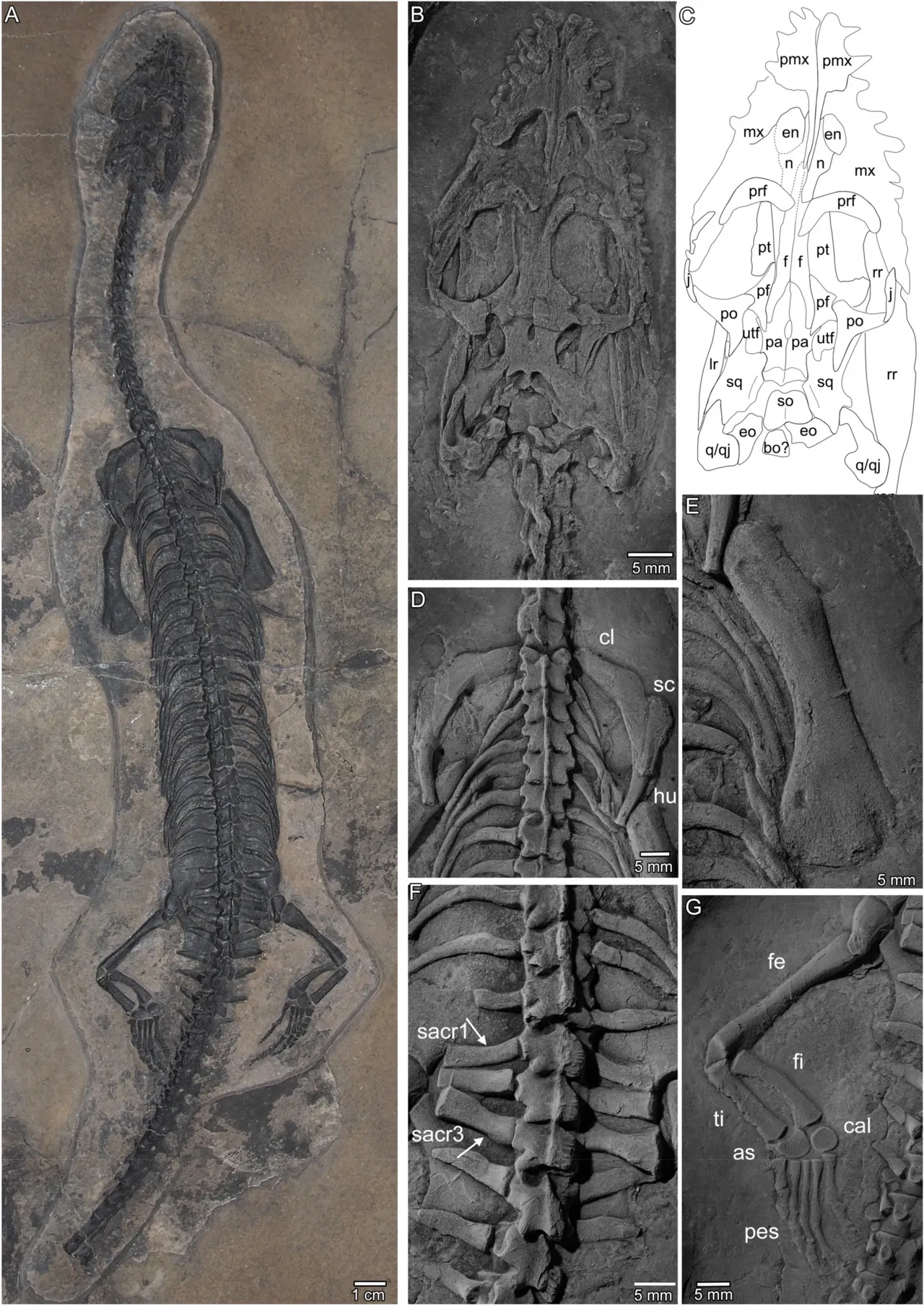 โพรซานโทซอรัส (Prosantosaurus)