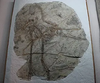 โปรทาร์คีออปเทอริกซ์ (Protarchaeopteryx)