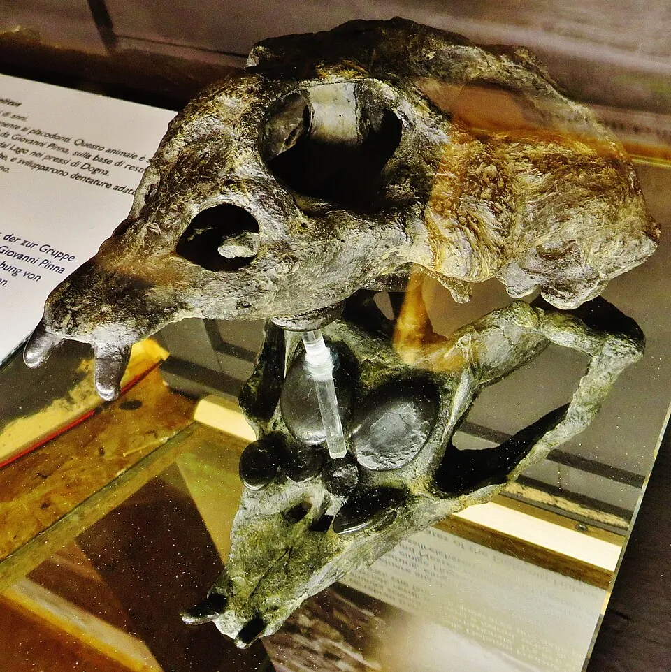 โพรทีโนดอนโทซอรัส (Protenodontosaurus)