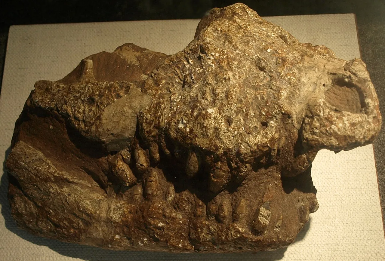 โพรโทอัลลิเกเตอร์ (Protoalligator)