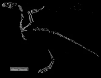 โปรโตอาวิส (Protoavis)