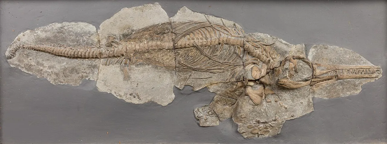 โปรโตอิคทิโอซอรัส (Protoichthyosaurus)