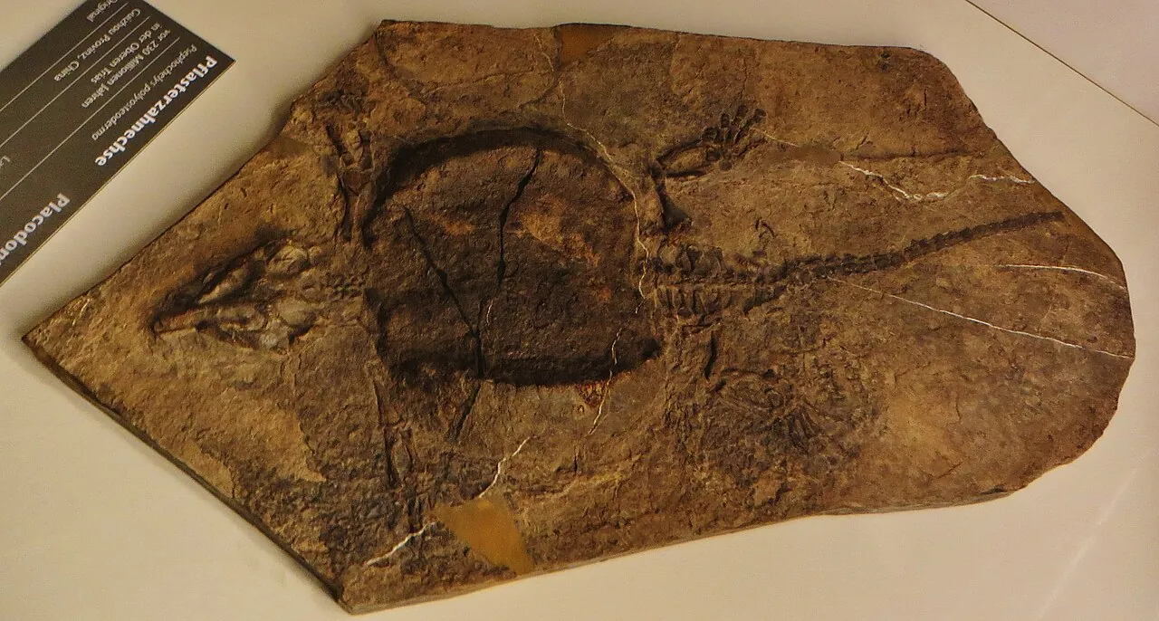 เซโฟคีลิส (Psephochelys)