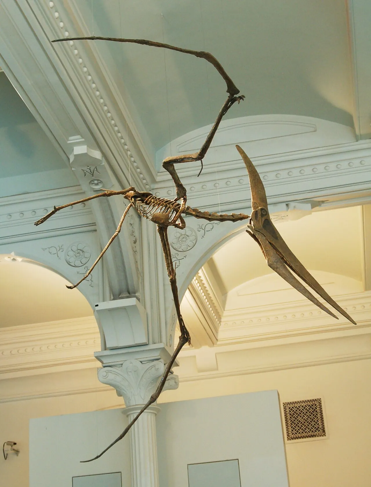 ทิแรโนดอน (Pteranodon)