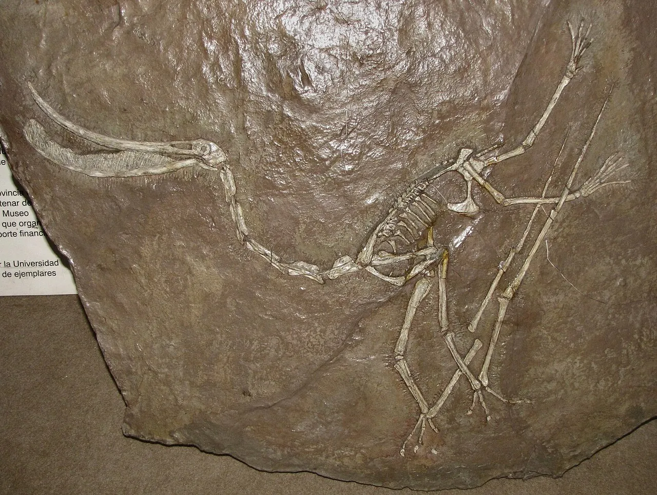 เทอโรดอสโตร (Pterodaustro)