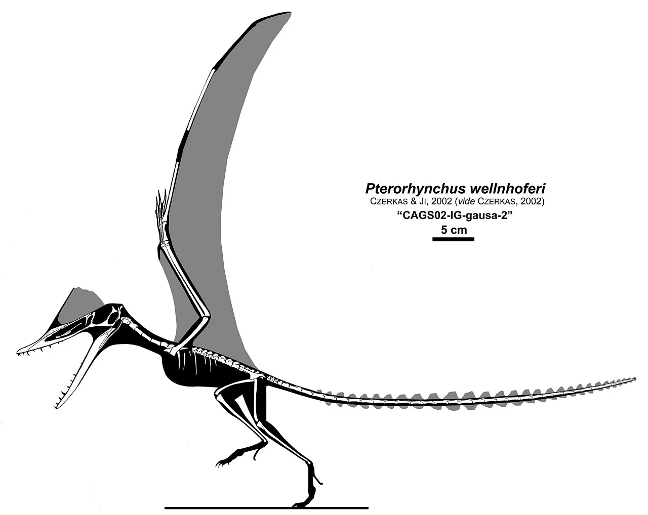พเทอโรริงคัส (Pterorhynchus)