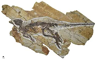 พูลาโอซอรัส (Pulaosaurus)