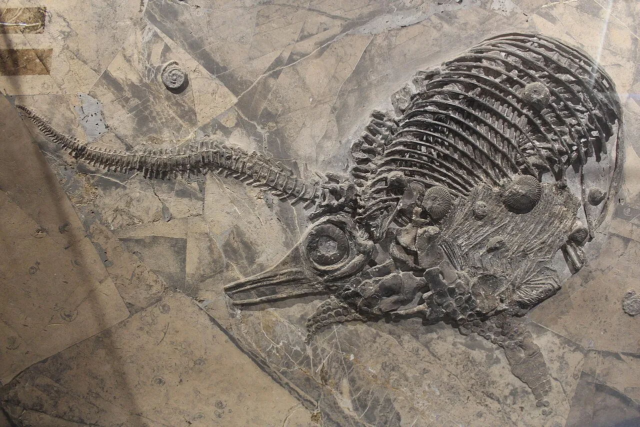 เฉียนอิคทิโอซอรัส (Qianichthyosaurus)