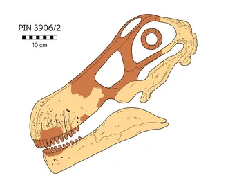 เควซิโตซอรัส (Quaesitosaurus)