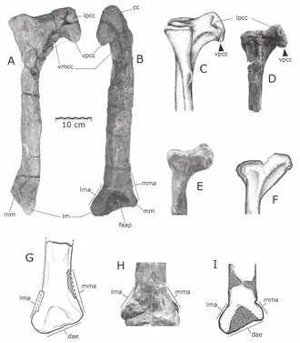 ควิลเมซอรัส (Quilmesaurus)