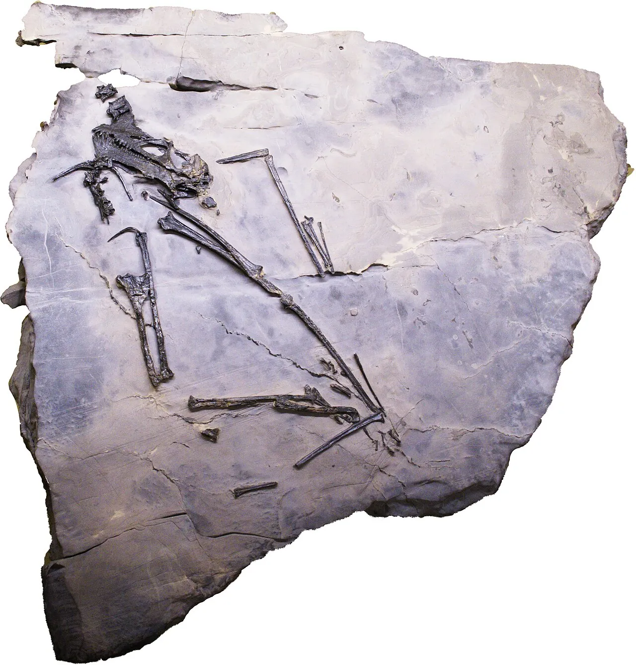 เรตีโคแด็กทิลัส (Raeticodactylus)