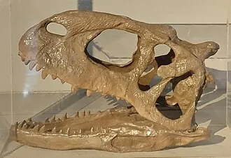 ราชาซอรัส (Rajasaurus)